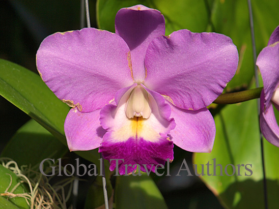 Soft Orchid Color