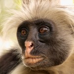 Red Colobus Monkey, Zanzibar
