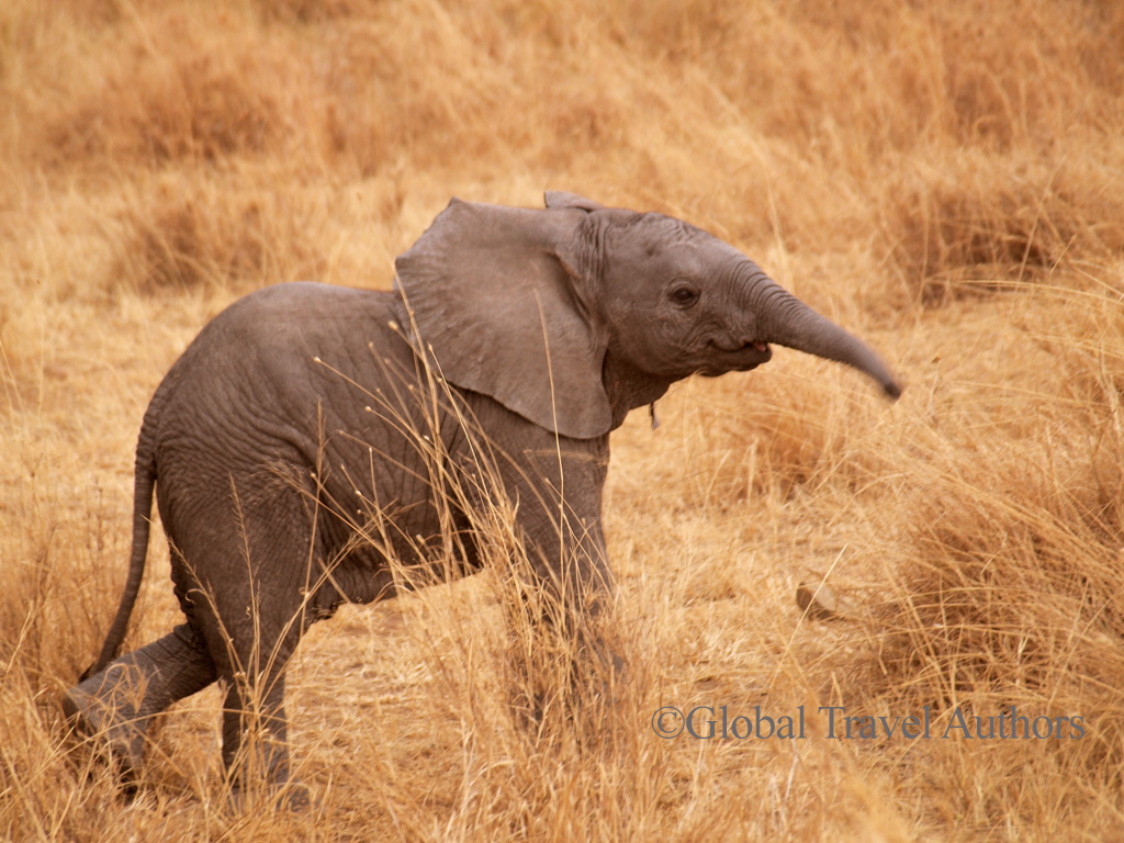 Baby elephant in Africa