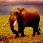 Elephant in amboseli national park