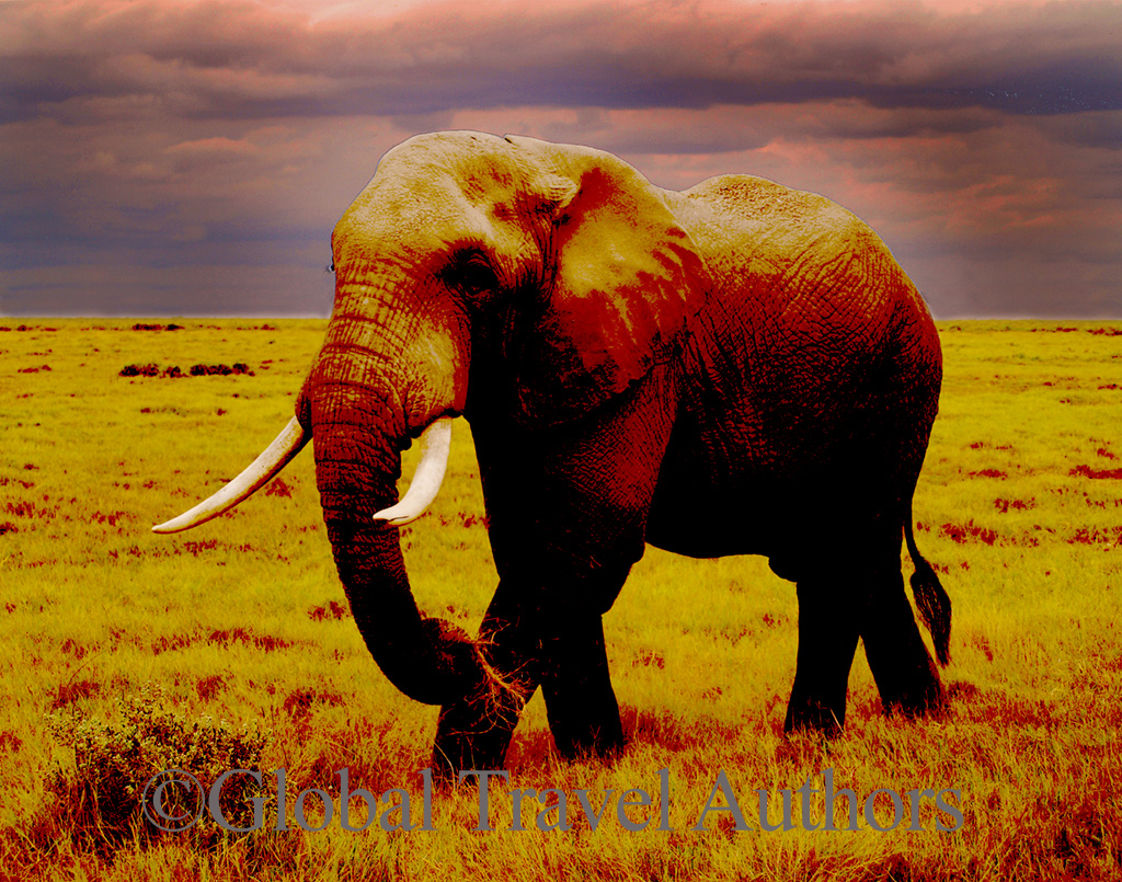 Elephant in amboseli national park