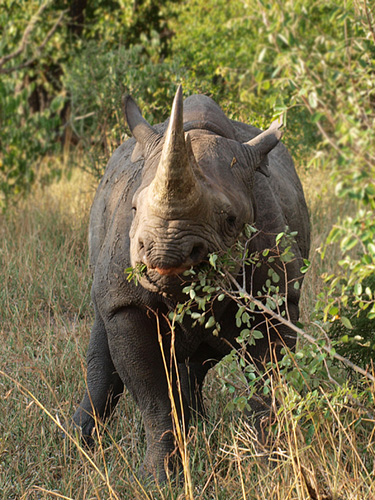 African Black rhinoceros