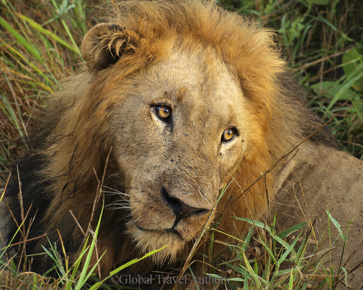 Lion Resting in Kruger National Park