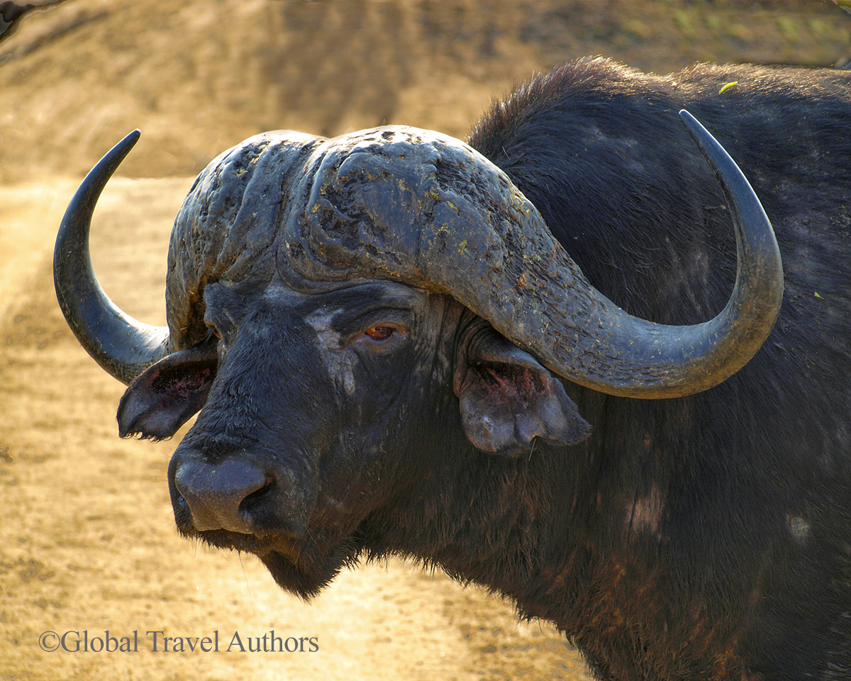 Buffalo stands in Kruger National Park, South Africa