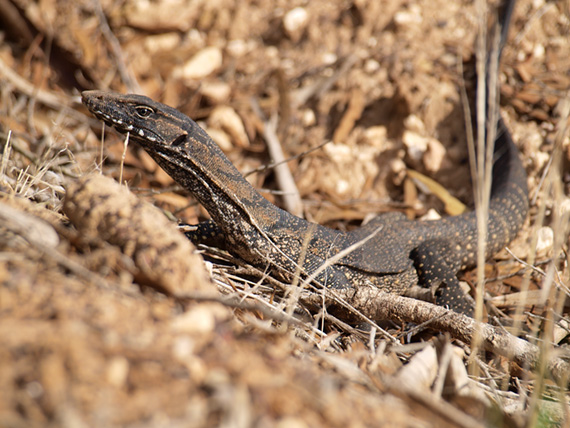 Australian Goanna 