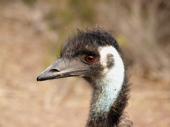 The head of huge Emu bird, Australia