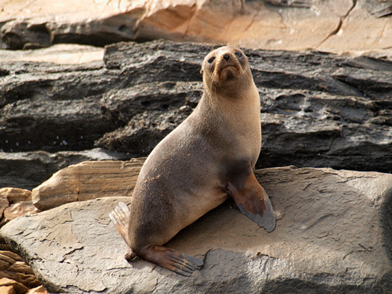 Australian fur seal