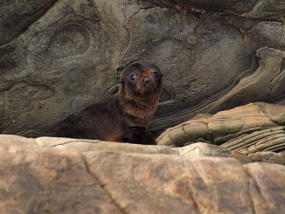 Australian fur seal pup