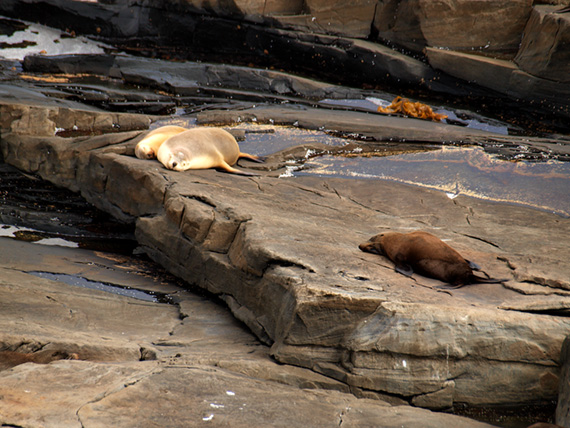 Two sea lions and fur seal