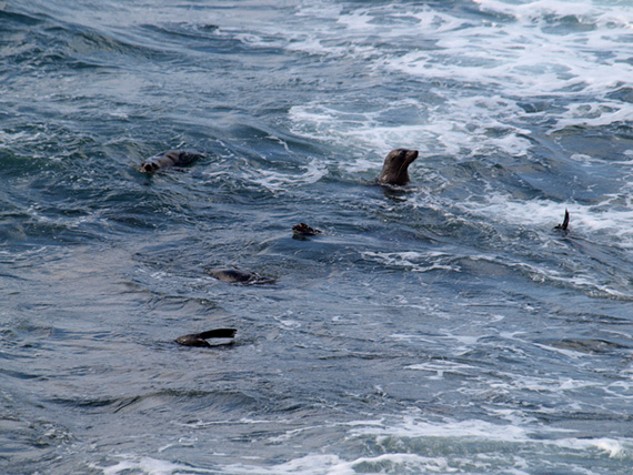 Sea lions swim near shore