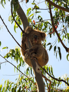 Australian koala holding on to a branch of eucalyptus tree