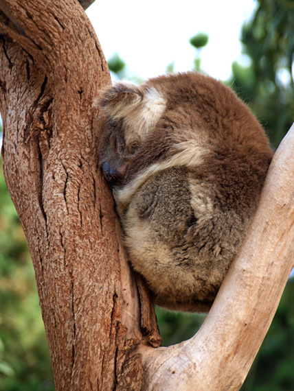 Sleeping koala