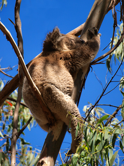 Koala sleeps on a branch