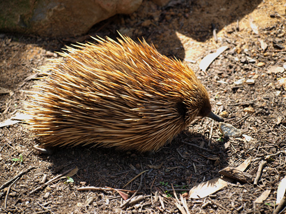 Australian Echidna 