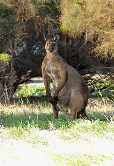 Wester Grey Kangaroo resting