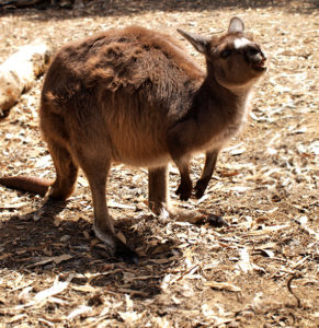 Small kangaroo came close as if to talk