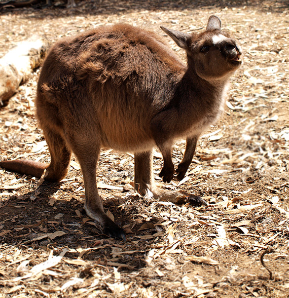 Small kangaroo came close as if to talk