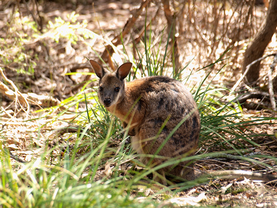 Small red-necked Wallaby hiding in the bush