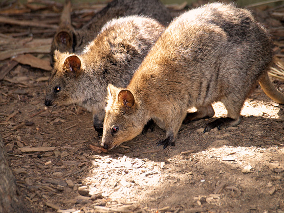 A pair of red-necked pademelons in the shade