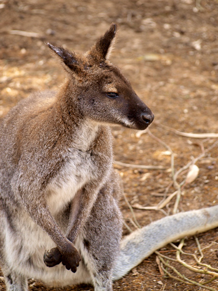 Australian kangaroo half asleep