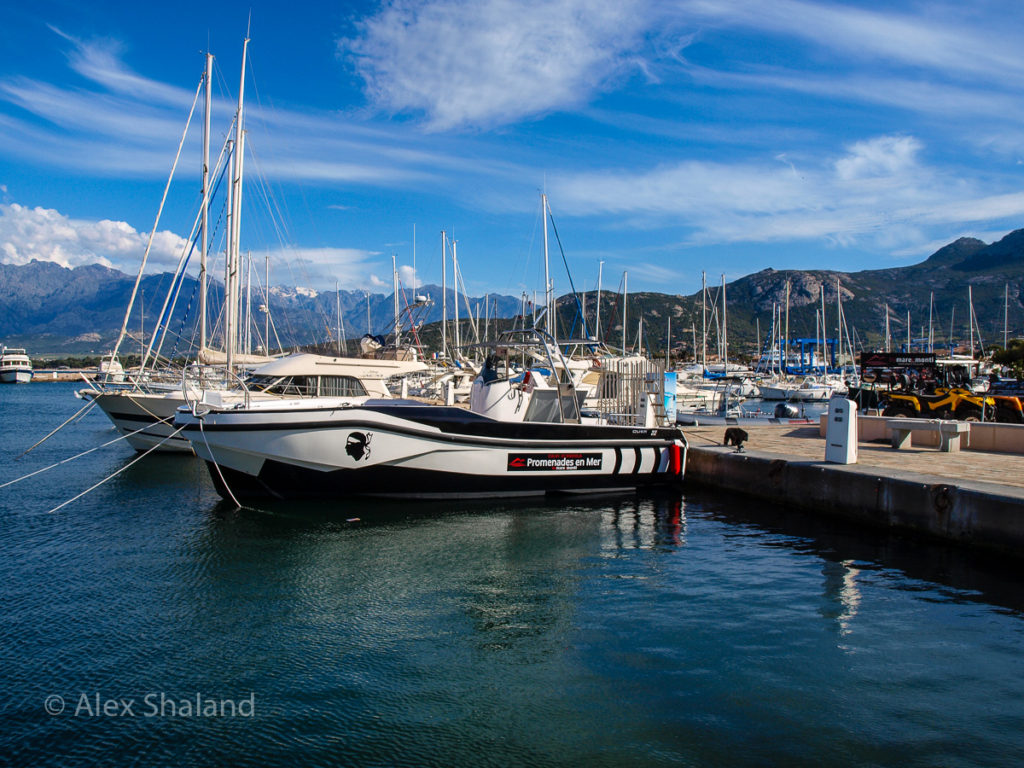 Marina in Calvi, Corsica