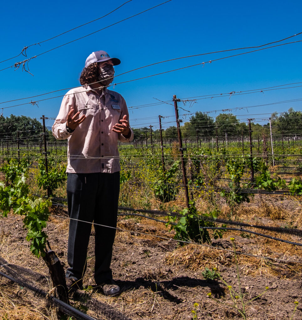 Tour guide at Roblar Winery