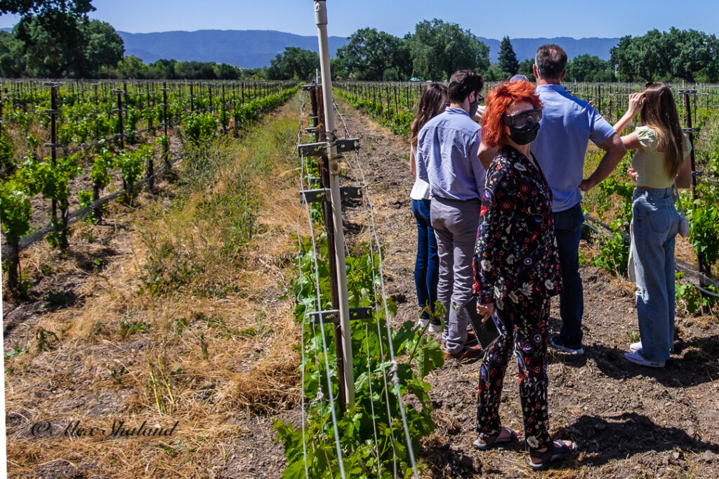 Visitors inspecting grapes