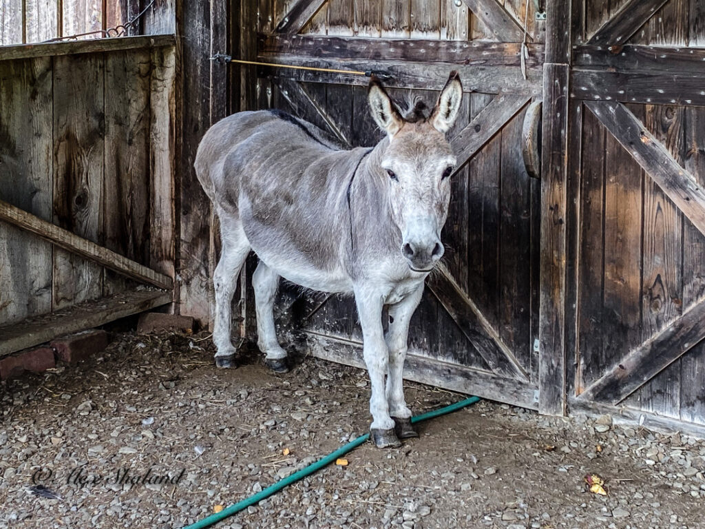 Donkey